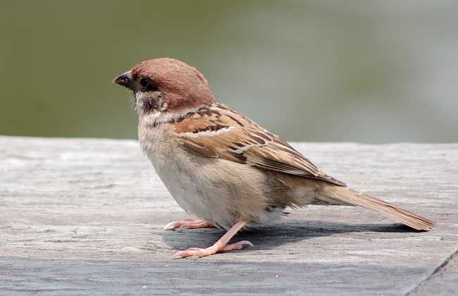 麻雀是几级保护动物?