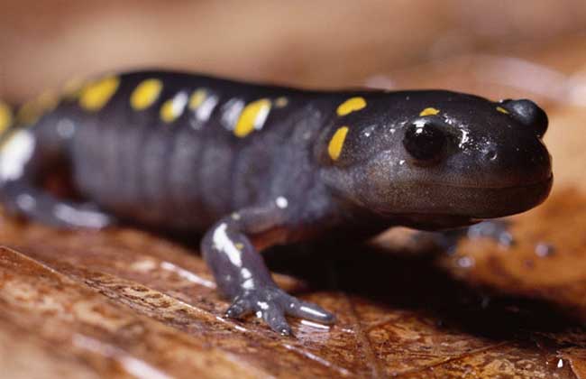 火蜥蜴的寿命有多长?