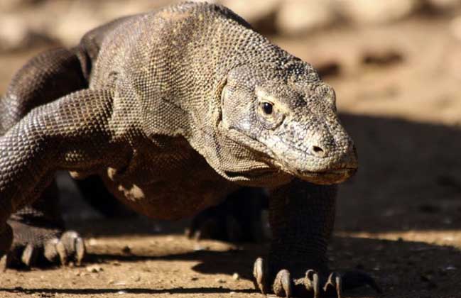科莫多巨蜥有天敌吗?