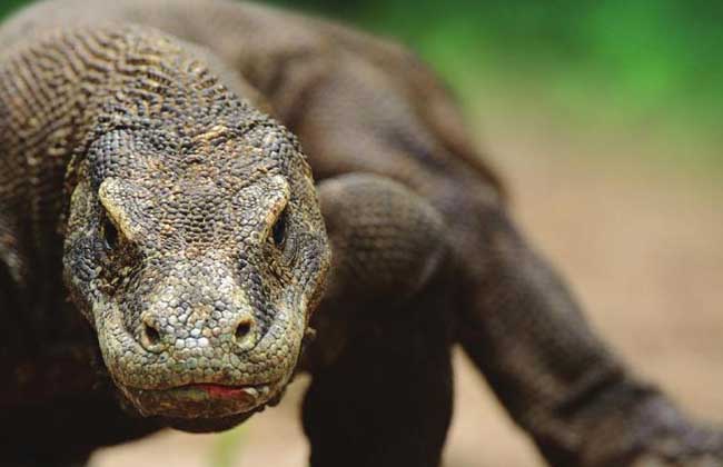 科莫多巨蜥是恐龙吗?