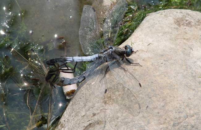 蜻蜓是怎么交配的?