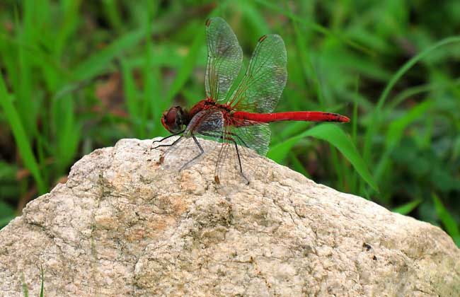蜻蜓冬天到哪里去了?