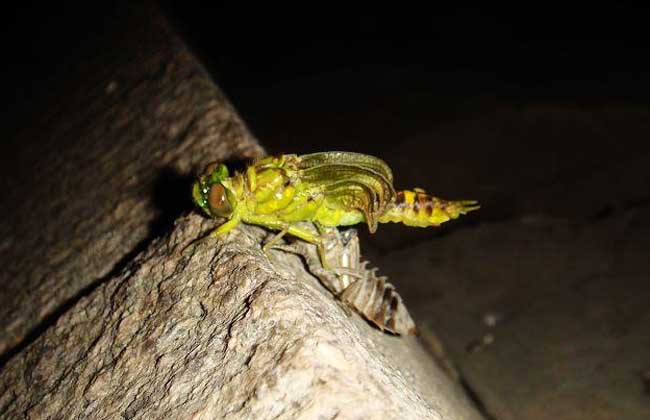 蜻蜓幼虫叫什么名字?