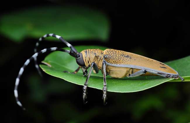 天牛是益虫还是害虫?