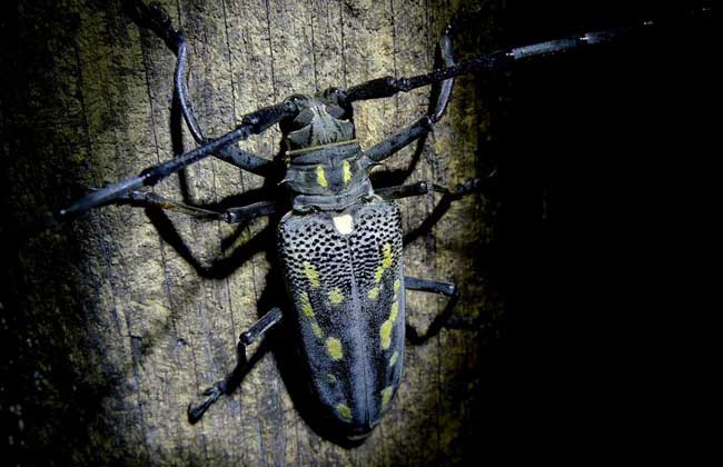 天牛吃什么东西?