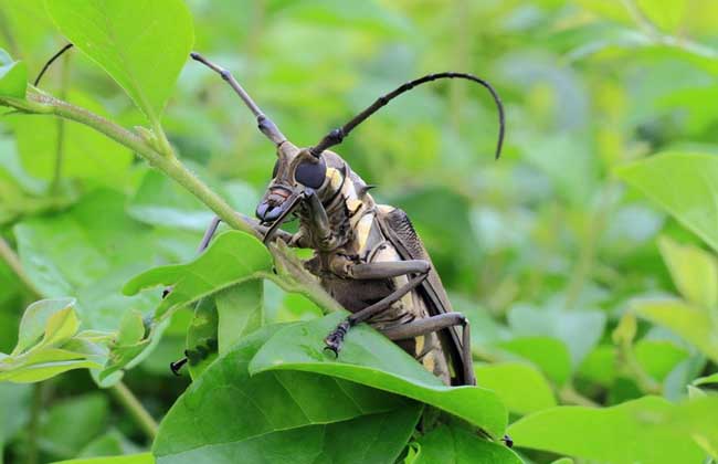 天牛咬人有毒吗?