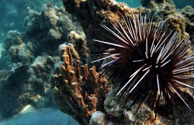 海胆吃什么食物?