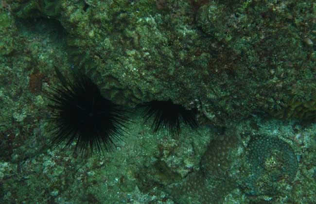 海胆是什么动物?