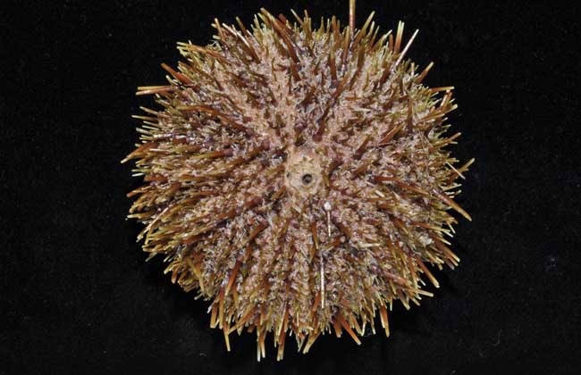 被海胆刺到怎么办?