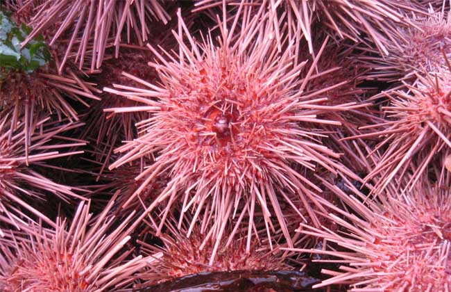 海胆的刺有毒吗?