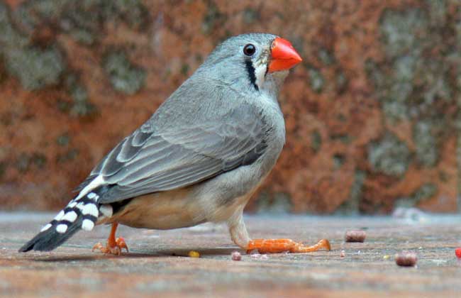 珍珠鸟怎么养才好?