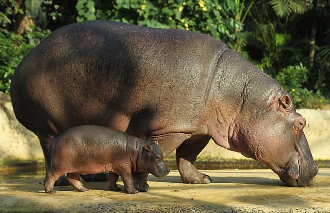 河马吃什么食物？