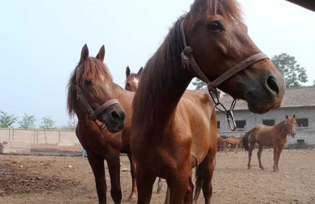 关中马养殖技术