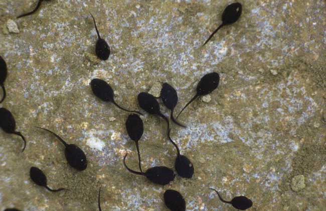 蝌蚪吃什么食物?