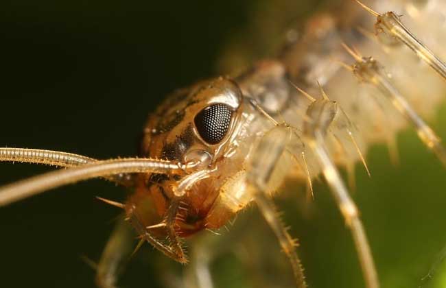 蚰蜒怎么消灭才好?