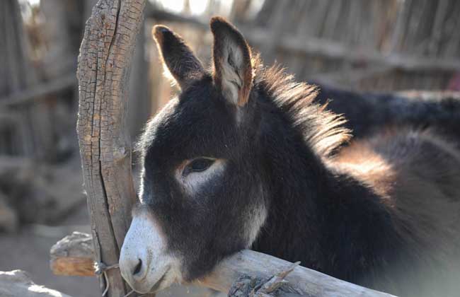养20头驴得投资多少钱?