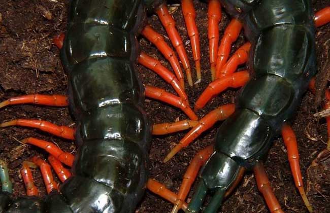 蜈蚣有多少条腿？