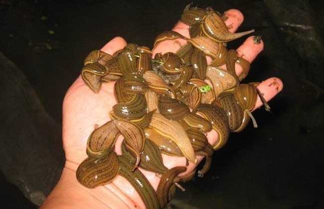 水蛭捕捉器怎么制作？