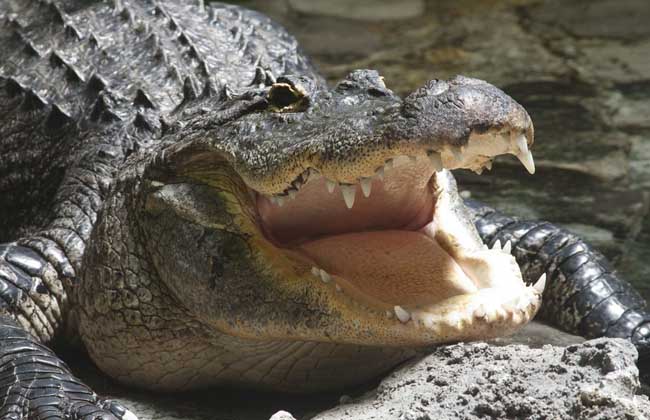 鳄鱼为什么会流泪？