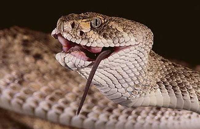 响尾蛇的热眼在哪？