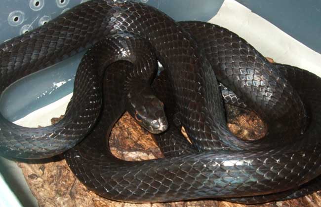 乌梢蛇有没有毒?