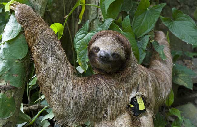 树懒为什么这么慢?