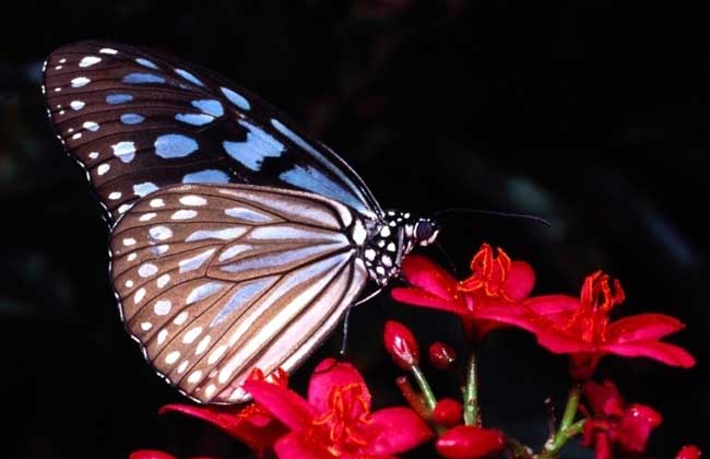 蝴蝶的天敌是什么？