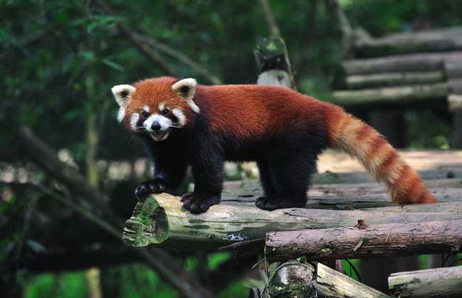 小熊猫吃什么食物？