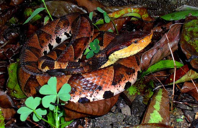 五步蛇吃什么食物?