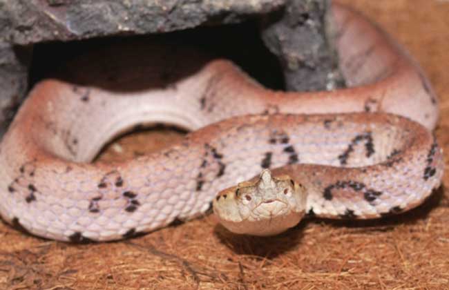 百步蛇是毒蛇吗?