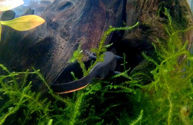 东方蝾螈有毒吗?