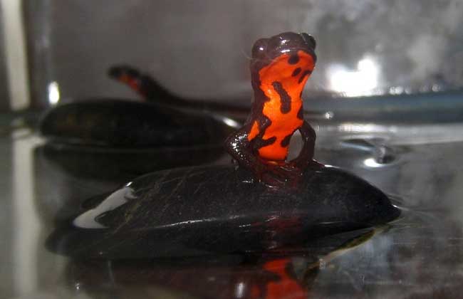 东方蝾螈怎么养?