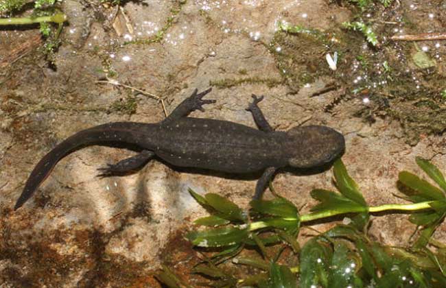 东方蝾螈吃什么食物?