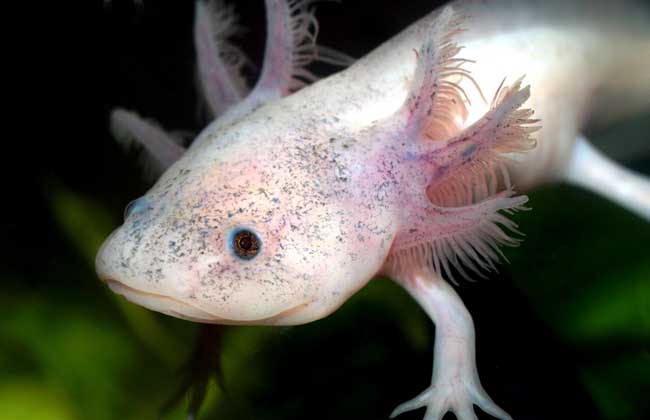 六角恐龙怎么养?