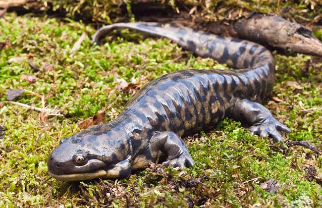 蝾螈吃什么食物?