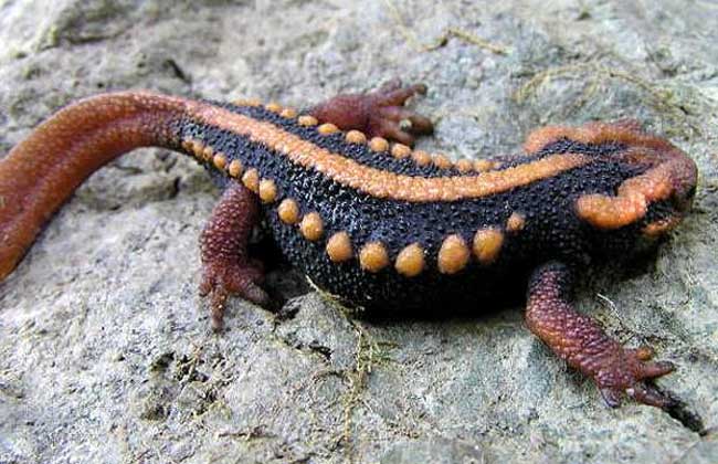 蝾螈怎么养最好?