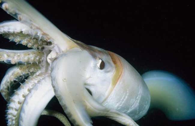 巨型乌贼有多大?