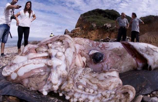 大王乌贼有多大?