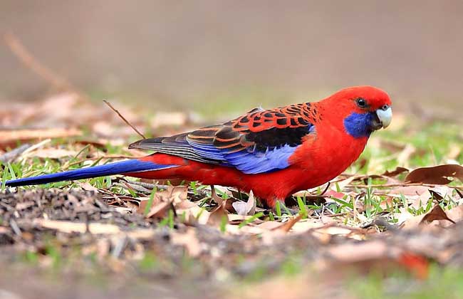 深红玫瑰鹦鹉怎么养?