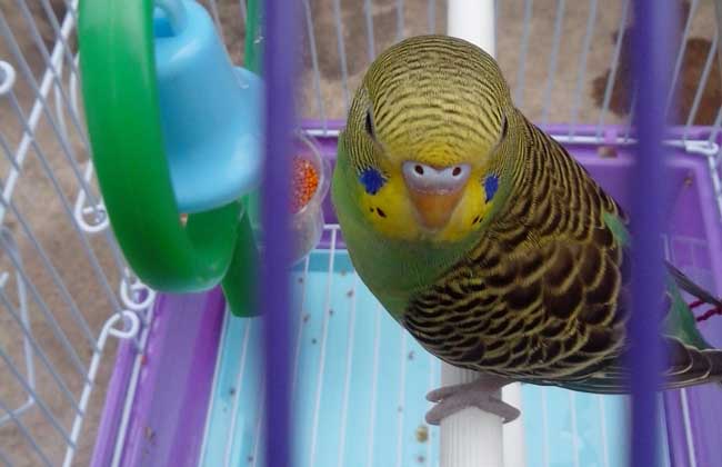 虎皮鹦鹉拉稀怎么办?