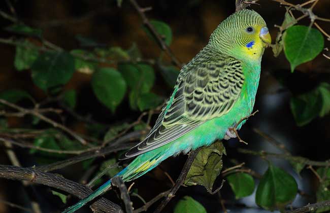 虎皮鹦鹉怕冷吗?