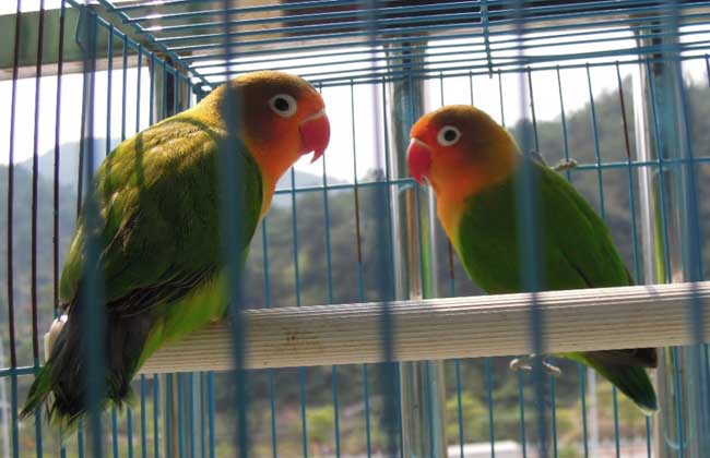 牡丹鹦鹉吃什么食物?