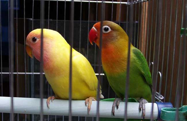 牡丹鹦鹉寿命多长?