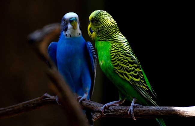 虎皮鹦鹉吃什么食物?