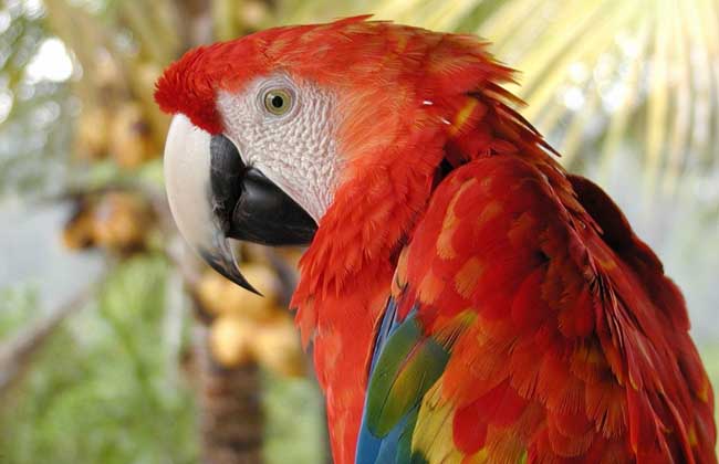 鹦鹉吃什么食物?