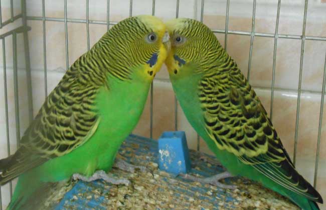 虎皮鹦鹉怎么养?