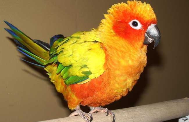 牡丹鹦鹉怎么分公母?