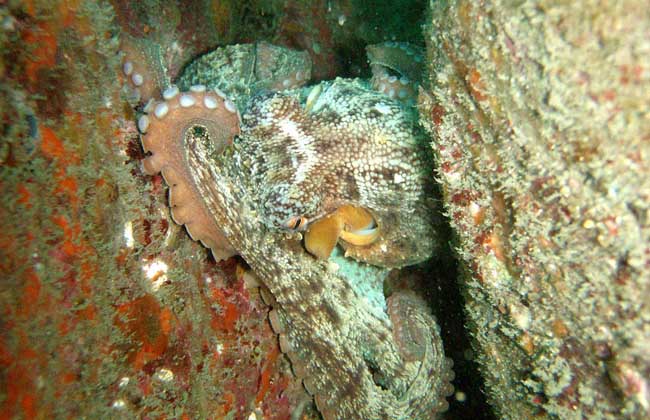 章鱼是什么动物?