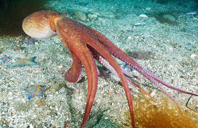 章鱼的天敌是什么?