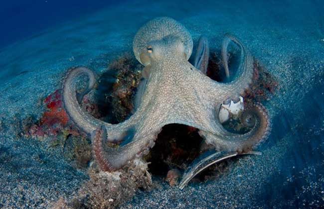 章鱼寿命有多长?